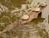 Imagen Caimán y tortugas charapas